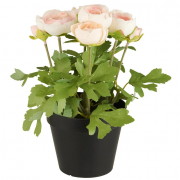 Deko Blumen Ranunkel im Topf von IB Laursen